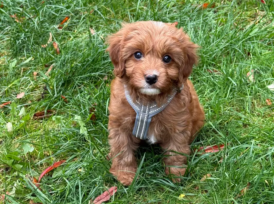 Bambi, en cavapoo-valp, sitter i gräset och tittar upp mot kameran.
