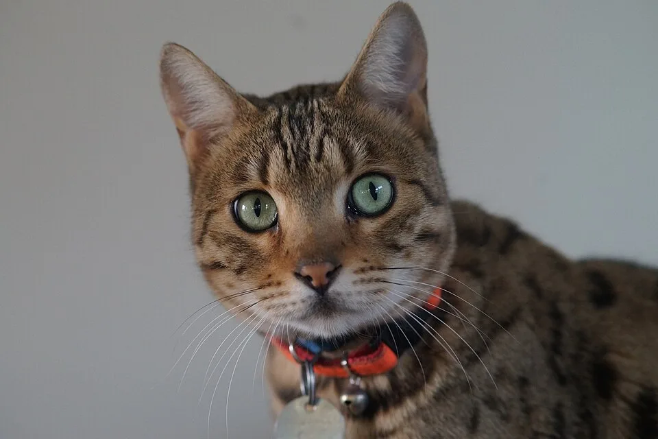 En bengalkatt med grönaktiga ögon och tydligt tecknad päls tittar in i kameran.