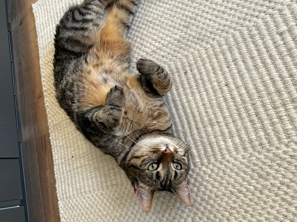 En tigrerad bondkatt ligger på rygg på en ljus matta och tittar upp i kameran.