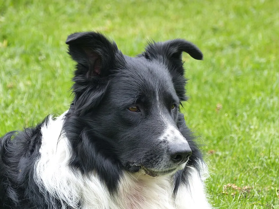En svartvit border collie ligger i grönt gräs och tittar uppmärksamt åt sidan.