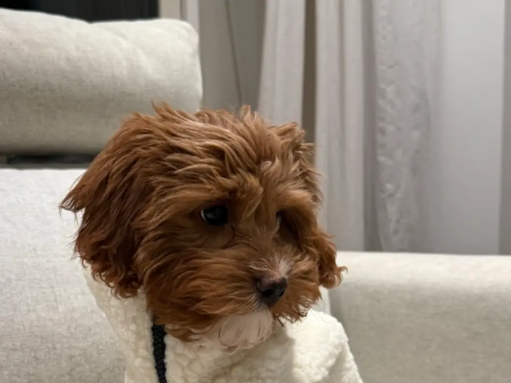 Bambi, en cavapoo-valp med lockig aprikosfärgad päls, sitter i en vit teddyväst i soffan.