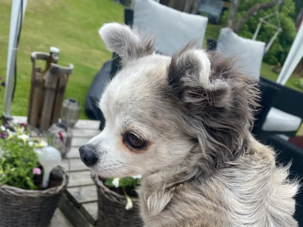 En långhårig grå-vit chihuahua sitter utomhus och tittar rakt in i kameran.