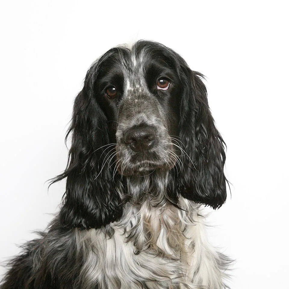 En svartvit engelsk cocker spaniel sitter mot en ljus bakgrund och ser in i kameran.