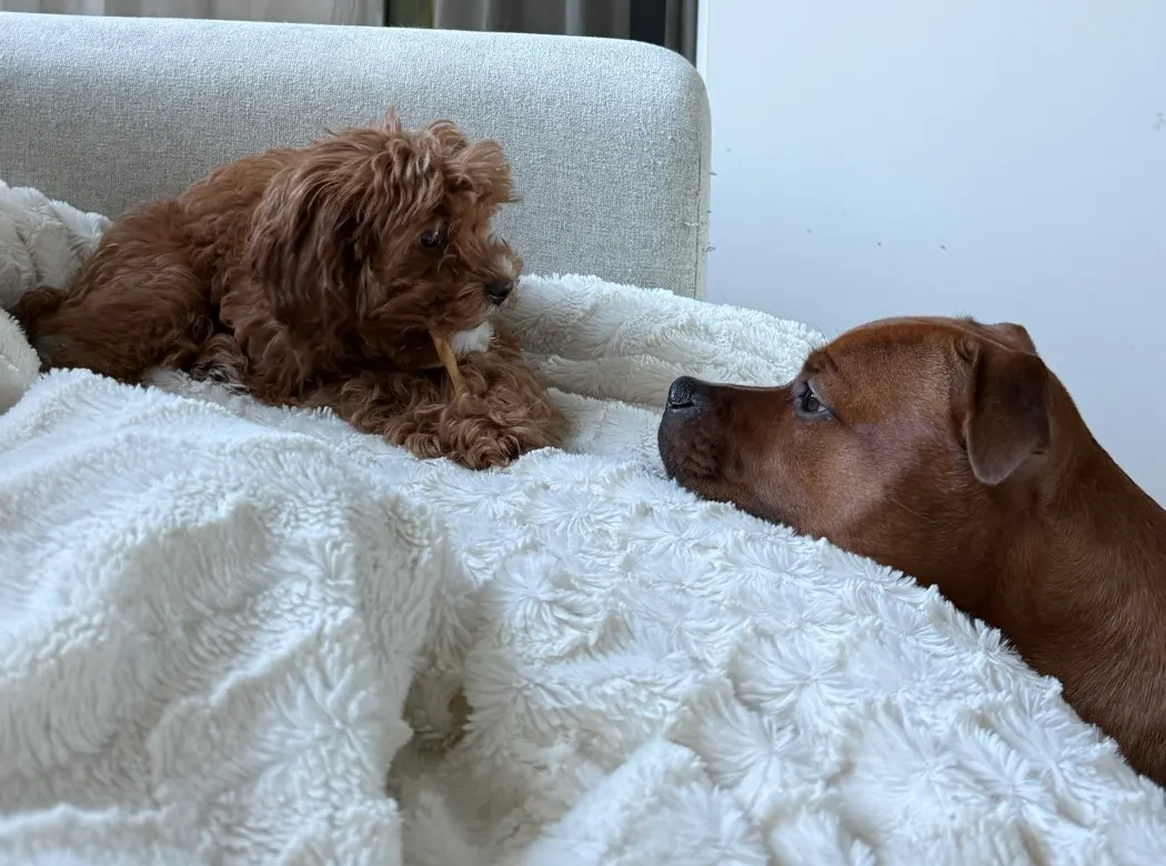 Bambi, en cavapoo, och Ester, en staffordshire bullterrier, hälsar nos mot nos i soffan.