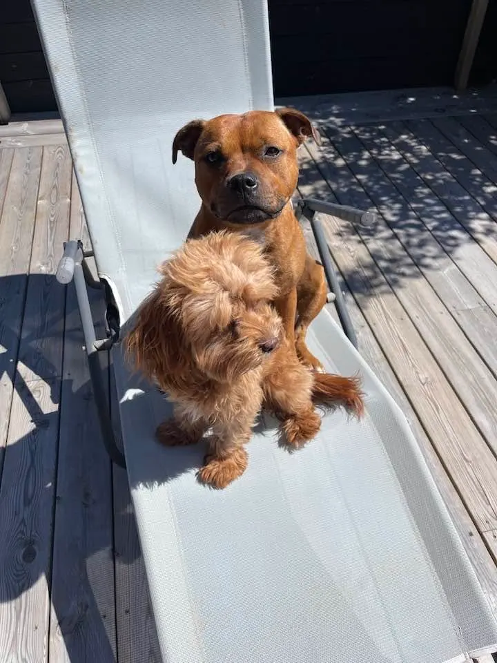 Ester, en staffordshire bullterrier, och Bambi, en cavapoo, sitter tillsammans i en solstol på en trätrall.