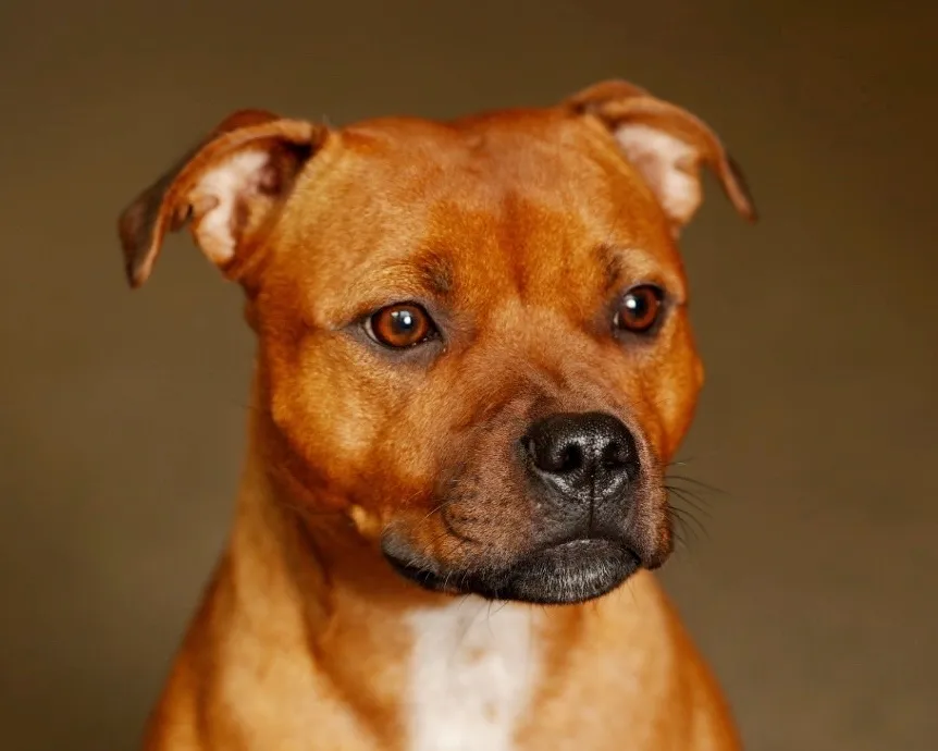 Ester, en staffordshire bullterrier, i närporträtt med mjukt studioljus.