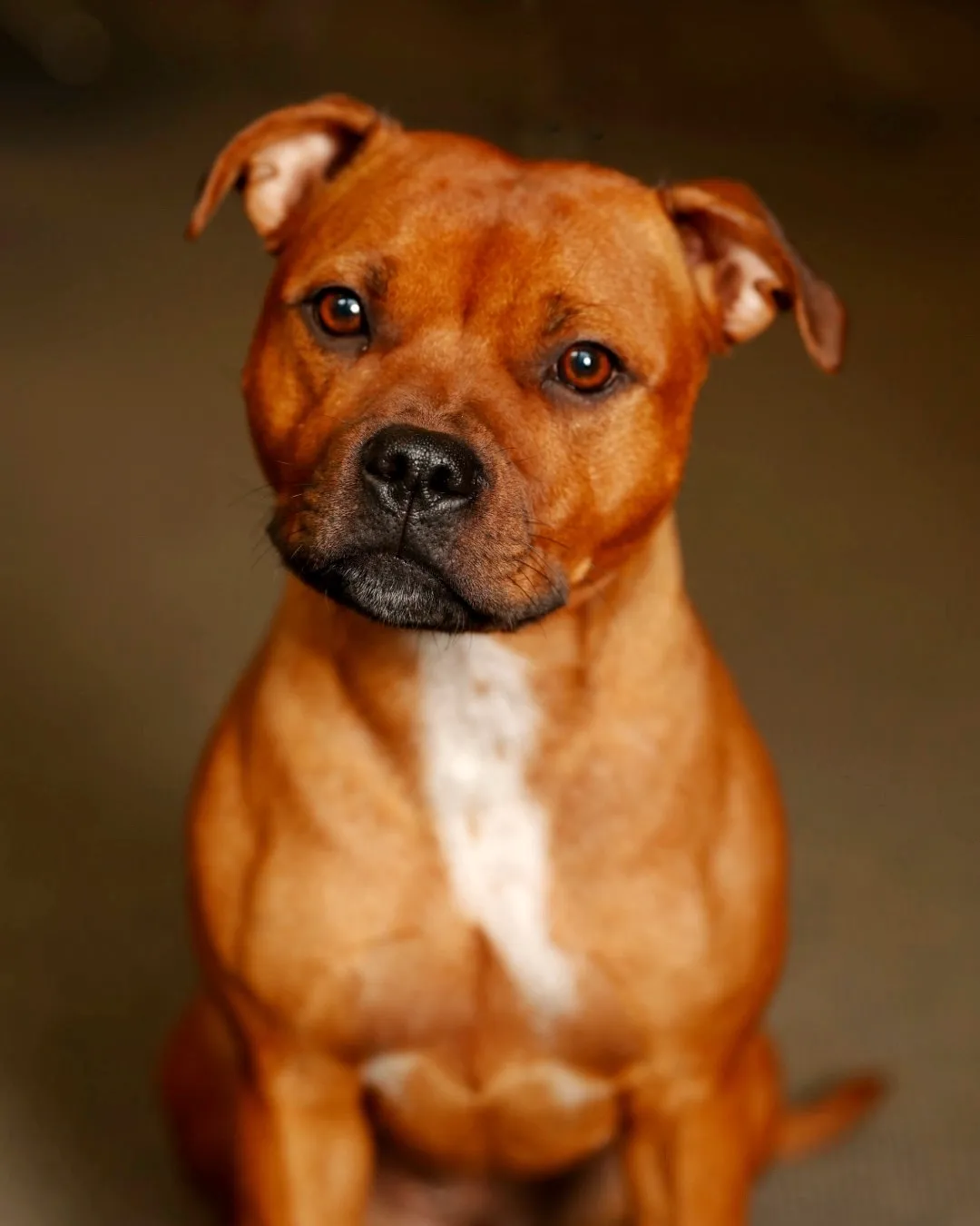 Ester, en staffordshire bullterrier, sitter och tittar in i kameran med varm blick.