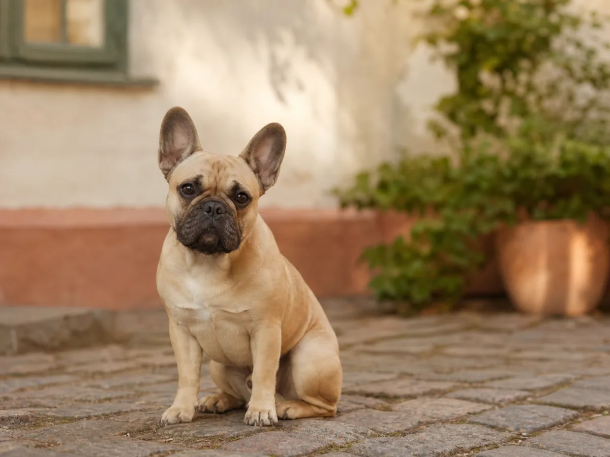 En fawnfärgad fransk bulldogg sitter i en varm, stilla gårdsmiljö.