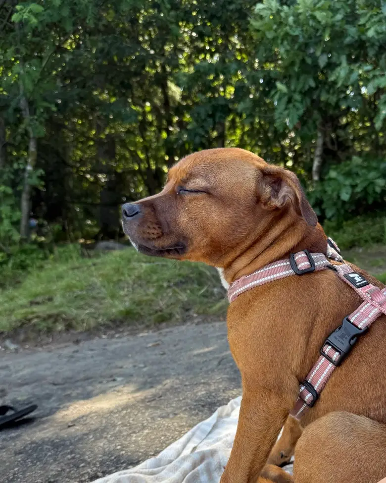 Ester, en staffordshire bullterrier, sitter på en filt i skogen och njuter av solen med slutna ögon.