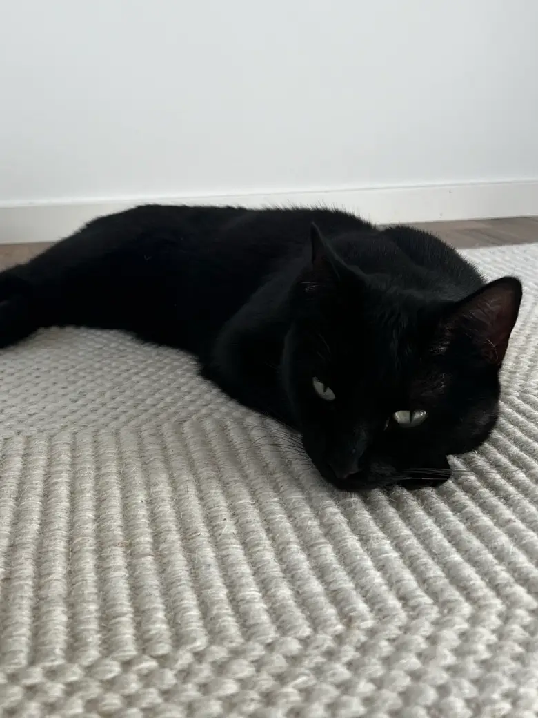 En svart bondkatt vilar med huvudet mot en ljus ullmatta.