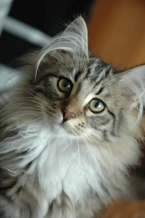 En långhårig norsk skogkatt med örontofsar tittar upp mot kameran.