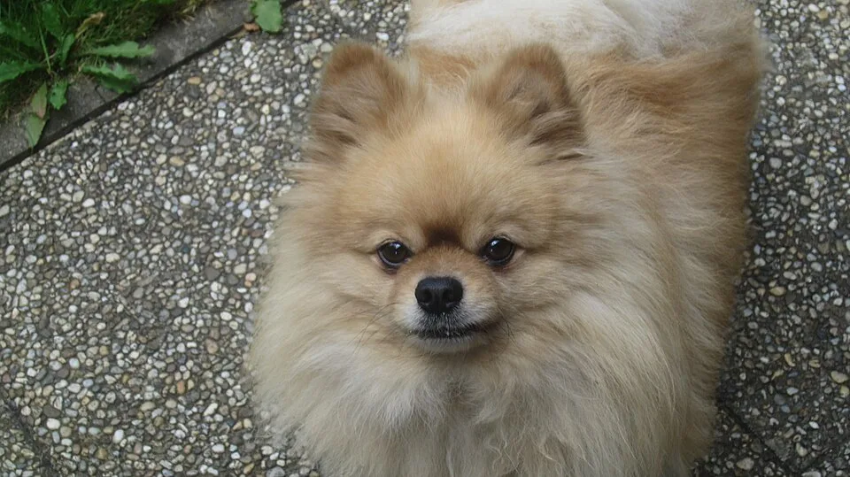 En cremefärgad pomeranian står utomhus och tittar rakt in i kameran.