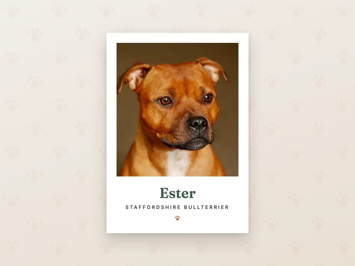 Rasposter med Ester, hundens namn och rasnamnet Staffordshire bullterrier på premiumpapper.
