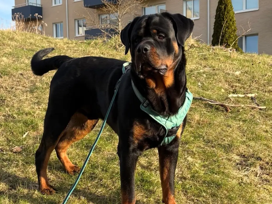En rottweiler i turkos sele står på en gräsbacke i solsken.