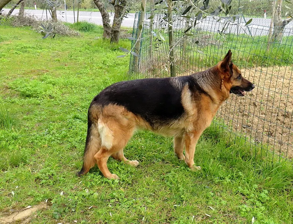 En svart och tanfärgad schäfer står i grönt gräs utomhus.