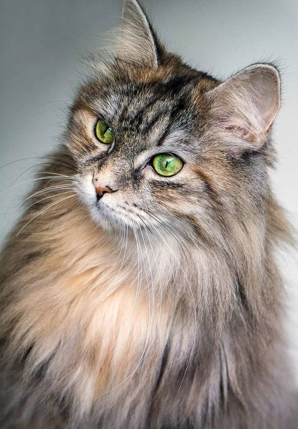 En långhårig sibirisk katt med gröna ögon i ett ljust närporträtt.