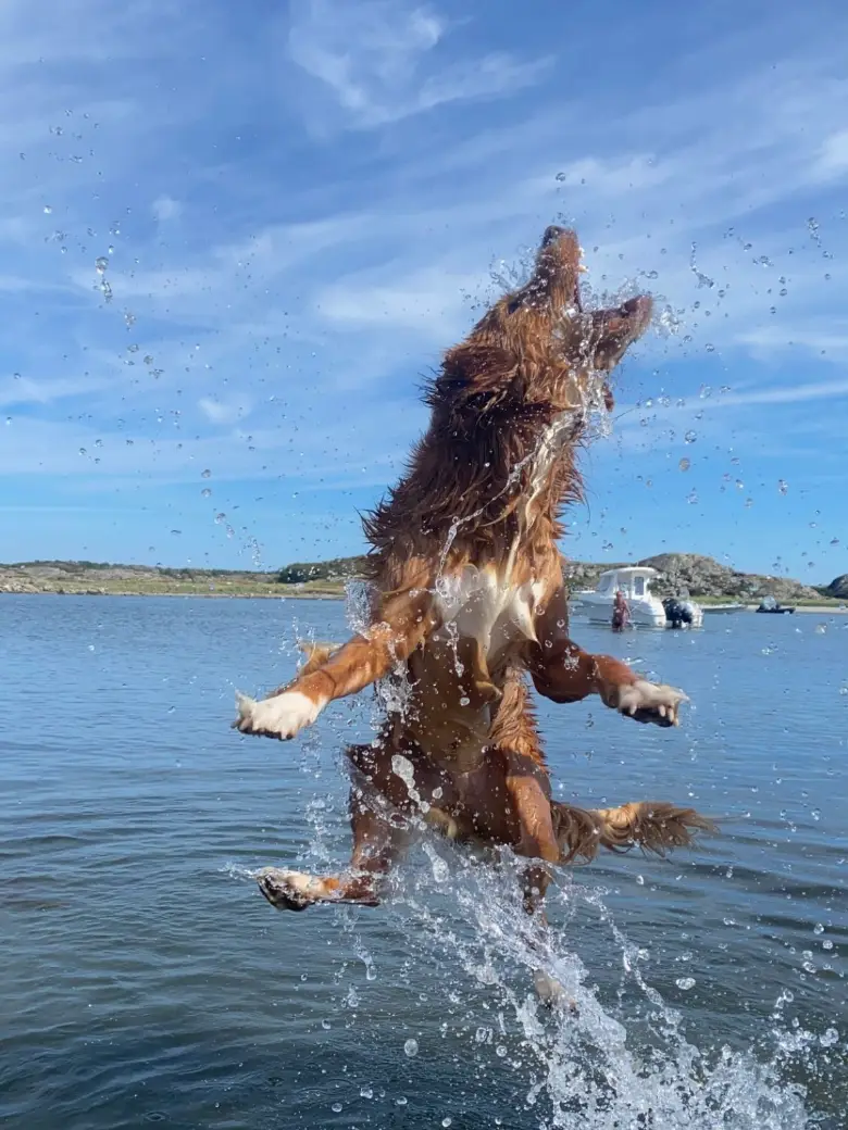 En tollare hoppar högt ur havet i ett moln av vattendroppar en solig sommardag.
