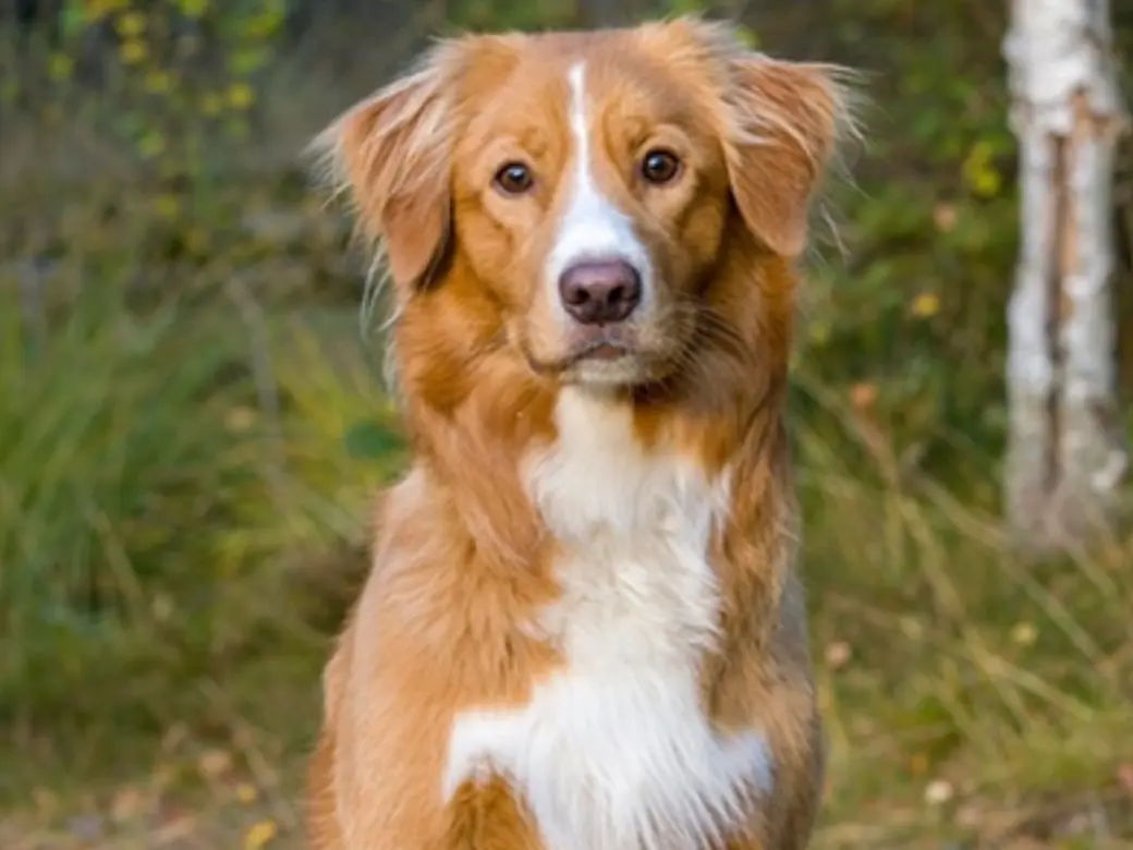 En nova scotia duck tolling retriever sitter i skogsmiljö och tittar in i kameran.